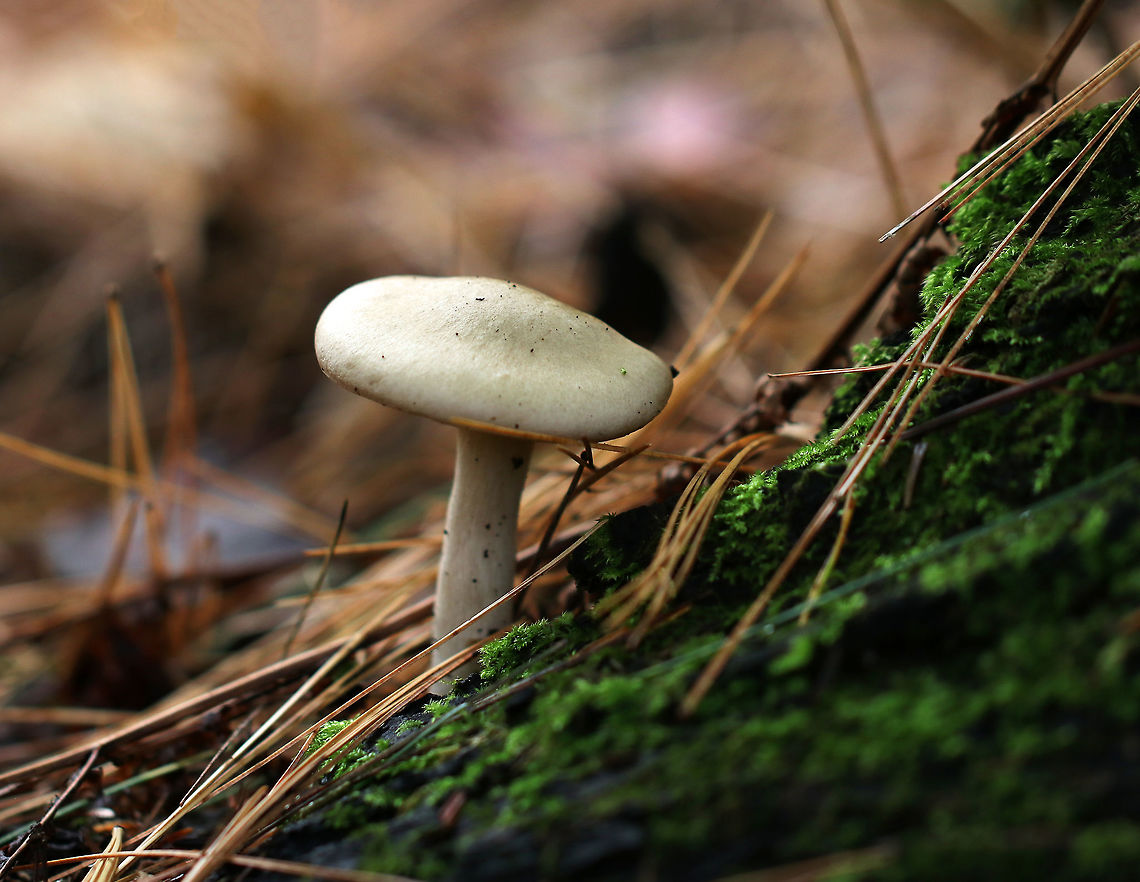 Mushroom - Clitocybe sp. *I'm not sure of a species level ID at this point<br />
<br />
Habitat: Growing at the base of a white pine tree<br />
<figure class="photo"><a href="https://www.jungledragon.com/image/74968/mushroom_-_clitocybe_sp.html" title="Mushroom - Clitocybe sp."><img src="https://s3.amazonaws.com/media.jungledragon.com/images/3232/74968_thumb.jpg?AWSAccessKeyId=05GMT0V3GWVNE7GGM1R2&Expires=1770854410&Signature=Y2p83ct2oWuTOs0qrtKr%2Fkth6mI%3D" width="200" height="166" alt="Mushroom - Clitocybe sp. *I'm not sure of a species level ID at this point<br />
<br />
Habitat: Growing at the base of a white pine tree<br />
https://www.jungledragon.com/image/74966/mushroom_-_clitocybe_sp.html<br />
https://www.jungledragon.com/image/74967/mushroom_-_clitocybe_sp.html Fall,Geotagged,United States" /></a></figure><br />
<figure class="photo"><a href="https://www.jungledragon.com/image/74967/mushroom_-_clitocybe_sp.html" title="Mushroom - Clitocybe sp."><img src="https://s3.amazonaws.com/media.jungledragon.com/images/3232/74967_thumb.jpg?AWSAccessKeyId=05GMT0V3GWVNE7GGM1R2&Expires=1770854410&Signature=VXNHl7Jgxd0lEwi3c7ujr3En2Uw%3D" width="110" height="152" alt="Mushroom - Clitocybe sp. *I'm not sure of a species level ID at this point<br />
<br />
Habitat: Growing at the base of a white pine tree<br />
https://www.jungledragon.com/image/74966/mushroom_-_clitocybe_sp.html<br />
https://www.jungledragon.com/image/74968/mushroom_-_clitocybe_sp.html Fall,Geotagged,United States" /></a></figure> Fall,Geotagged,United States,clitocybe,mushroom