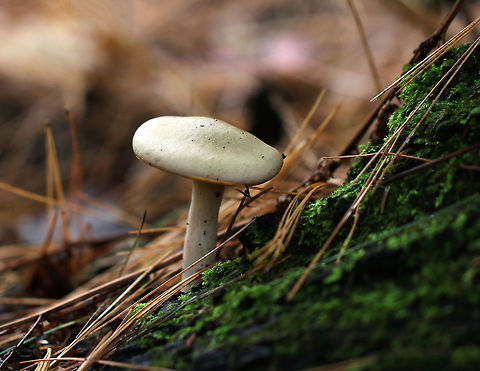 Mushroom - Clitocybe sp. *I'm not sure of a species level ID at this point

Habitat: Growing at the base of a white pine tree
https://www.jungledragon.com/image/74968/mushroom_-_clitocybe_sp.html
https://www.jungledragon.com/image/74967/mushroom_-_clitocybe_sp.html Fall,Geotagged,United States,clitocybe,mushroom