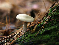 Mushroom - Clitocybe sp. *I'm not sure of a species level ID at this point<br />
<br />
Habitat: Growing at the base of a white pine tree<br />
https://www.jungledragon.com/image/74968/mushroom_-_clitocybe_sp.html<br />
https://www.jungledragon.com/image/74967/mushroom_-_clitocybe_sp.html Fall,Geotagged,United States,clitocybe,mushroom