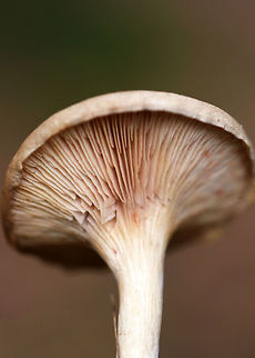Mushroom - Clitocybe sp. *I'm not sure of a species level ID at this point

Habitat: Growing at the base of a white pine tree
https://www.jungledragon.com/image/74966/mushroom_-_clitocybe_sp.html
https://www.jungledragon.com/image/74968/mushroom_-_clitocybe_sp.html Fall,Geotagged,United States
