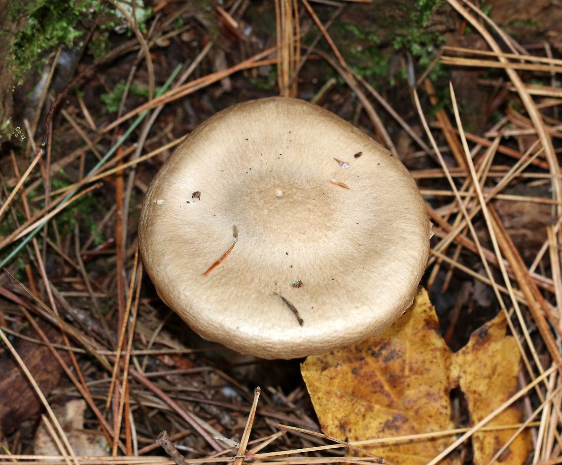 Mushroom - Clitocybe sp. *I'm not sure of a species level ID at this point<br />
<br />
Habitat: Growing at the base of a white pine tree<br />
<figure class="photo"><a href="https://www.jungledragon.com/image/74966/mushroom_-_clitocybe_sp.html" title="Mushroom - Clitocybe sp."><img src="https://s3.amazonaws.com/media.jungledragon.com/images/3232/74966_thumb.jpg?AWSAccessKeyId=05GMT0V3GWVNE7GGM1R2&Expires=1770854410&Signature=oc9uU35Sum9ZePpo82SWyPtlObM%3D" width="200" height="156" alt="Mushroom - Clitocybe sp. *I'm not sure of a species level ID at this point<br />
<br />
Habitat: Growing at the base of a white pine tree<br />
https://www.jungledragon.com/image/74968/mushroom_-_clitocybe_sp.html<br />
https://www.jungledragon.com/image/74967/mushroom_-_clitocybe_sp.html Fall,Geotagged,United States,clitocybe,mushroom" /></a></figure><br />
<figure class="photo"><a href="https://www.jungledragon.com/image/74967/mushroom_-_clitocybe_sp.html" title="Mushroom - Clitocybe sp."><img src="https://s3.amazonaws.com/media.jungledragon.com/images/3232/74967_thumb.jpg?AWSAccessKeyId=05GMT0V3GWVNE7GGM1R2&Expires=1770854410&Signature=VXNHl7Jgxd0lEwi3c7ujr3En2Uw%3D" width="110" height="152" alt="Mushroom - Clitocybe sp. *I'm not sure of a species level ID at this point<br />
<br />
Habitat: Growing at the base of a white pine tree<br />
https://www.jungledragon.com/image/74966/mushroom_-_clitocybe_sp.html<br />
https://www.jungledragon.com/image/74968/mushroom_-_clitocybe_sp.html Fall,Geotagged,United States" /></a></figure> Fall,Geotagged,United States