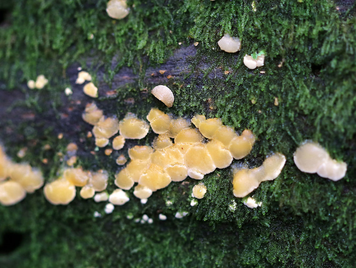 Ditiola peziziformis Yellow fungus growing on a mossy, rotting log in a mixed forest (lots of white pine, some eastern hemlock, beech, and maple) Ditiola,Ditiola peziziformis,Fall,Geotagged,United States,fungus,yellow