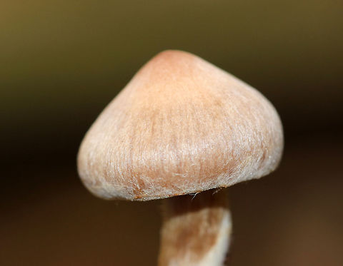 Mushroom - Cortinarius sp. Habitat: mostly coniferous, boggy forest
https://www.jungledragon.com/image/74973/mushroom_-_cortinarius_sp.html
https://www.jungledragon.com/image/74972/mushroom_-_cortinarius_sp.html
https://www.jungledragon.com/image/74971/mushroom_-_cortinarius_sp.html Fall,Geotagged,United States,cortinarius,fungus,mushroom