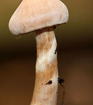 Mushroom - Cortinarius sp. Habitat: mostly coniferous, boggy forest<br />
https://www.jungledragon.com/image/74973/mushroom_-_cortinarius_sp.html<br />
https://www.jungledragon.com/image/74972/mushroom_-_cortinarius_sp.html<br />
https://www.jungledragon.com/image/74970/mushroom_-_cortinarius_sp.html Fall,Geotagged,United States