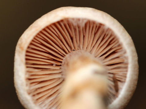 Mushroom - Cortinarius sp. Habitat: mostly coniferous, boggy forest
https://www.jungledragon.com/image/74973/mushroom_-_cortinarius_sp.html
https://www.jungledragon.com/image/74971/mushroom_-_cortinarius_sp.html
https://www.jungledragon.com/image/74970/mushroom_-_cortinarius_sp.html Fall,Geotagged,United States