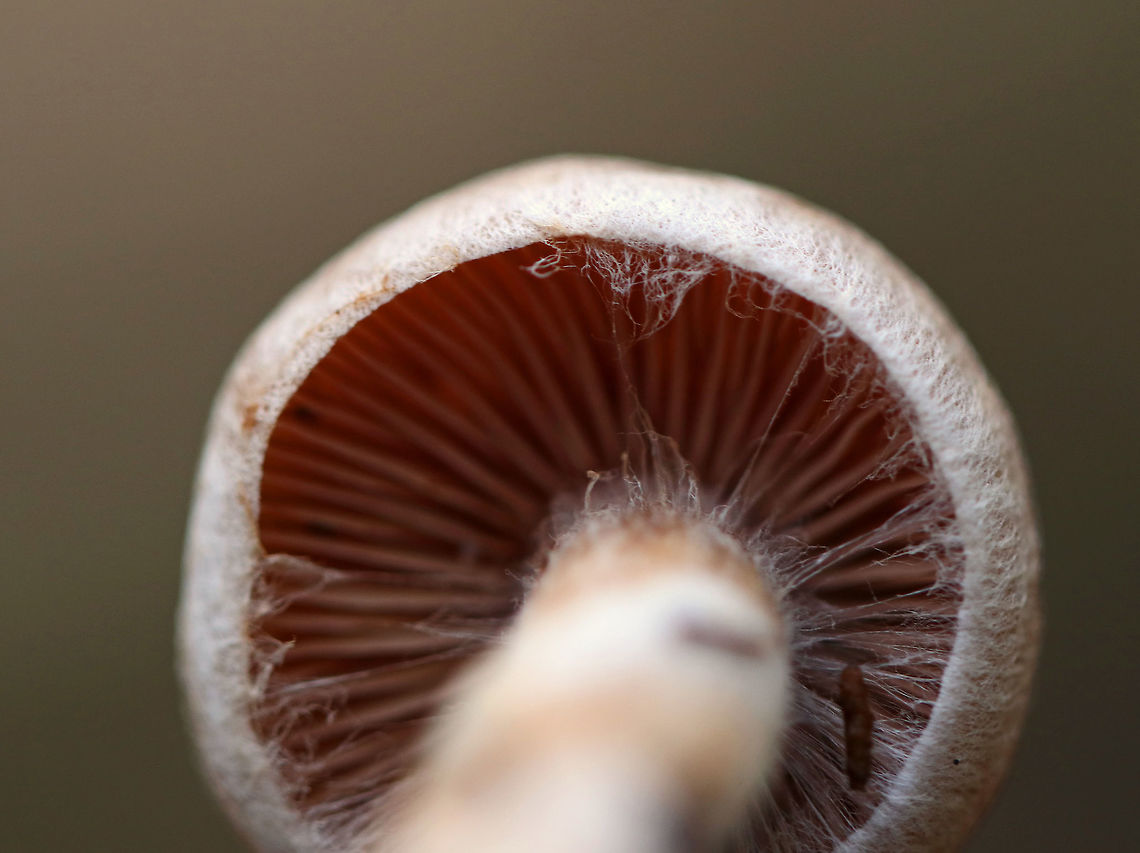 Mushroom - Cortinarius sp. Habitat: mostly coniferous, boggy forest<br />
<figure class="photo"><a href="https://www.jungledragon.com/image/74972/mushroom_-_cortinarius_sp.html" title="Mushroom - Cortinarius sp."><img src="https://s3.amazonaws.com/media.jungledragon.com/images/3232/74972_thumb.jpg?AWSAccessKeyId=05GMT0V3GWVNE7GGM1R2&Expires=1770854410&Signature=nKdNgrNnS5XYDT%2F49YoKnnz4C2M%3D" width="200" height="152" alt="Mushroom - Cortinarius sp. Habitat: mostly coniferous, boggy forest<br />
https://www.jungledragon.com/image/74973/mushroom_-_cortinarius_sp.html<br />
https://www.jungledragon.com/image/74971/mushroom_-_cortinarius_sp.html<br />
https://www.jungledragon.com/image/74970/mushroom_-_cortinarius_sp.html Fall,Geotagged,United States" /></a></figure><br />
<figure class="photo"><a href="https://www.jungledragon.com/image/74971/mushroom_-_cortinarius_sp.html" title="Mushroom - Cortinarius sp."><img src="https://s3.amazonaws.com/media.jungledragon.com/images/3232/74971_thumb.jpg?AWSAccessKeyId=05GMT0V3GWVNE7GGM1R2&Expires=1770854410&Signature=OV2af57LCpiSppp24U7vzVUSShQ%3D" width="136" height="152" alt="Mushroom - Cortinarius sp. Habitat: mostly coniferous, boggy forest<br />
https://www.jungledragon.com/image/74973/mushroom_-_cortinarius_sp.html<br />
https://www.jungledragon.com/image/74972/mushroom_-_cortinarius_sp.html<br />
https://www.jungledragon.com/image/74970/mushroom_-_cortinarius_sp.html Fall,Geotagged,United States" /></a></figure><br />
<figure class="photo"><a href="https://www.jungledragon.com/image/74970/mushroom_-_cortinarius_sp.html" title="Mushroom - Cortinarius sp."><img src="https://s3.amazonaws.com/media.jungledragon.com/images/3232/74970_thumb.jpg?AWSAccessKeyId=05GMT0V3GWVNE7GGM1R2&Expires=1770854410&Signature=g9VL7CPeUDDGucOutZxV%2FHIreXk%3D" width="200" height="156" alt="Mushroom - Cortinarius sp. Habitat: mostly coniferous, boggy forest<br />
https://www.jungledragon.com/image/74973/mushroom_-_cortinarius_sp.html<br />
https://www.jungledragon.com/image/74972/mushroom_-_cortinarius_sp.html<br />
https://www.jungledragon.com/image/74971/mushroom_-_cortinarius_sp.html Fall,Geotagged,United States,cortinarius,fungus,mushroom" /></a></figure><br />
 Fall,Geotagged,United States