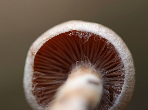 Mushroom - Cortinarius sp. Habitat: mostly coniferous, boggy forest
https://www.jungledragon.com/image/74972/mushroom_-_cortinarius_sp.html
https://www.jungledragon.com/image/74971/mushroom_-_cortinarius_sp.html
https://www.jungledragon.com/image/74970/mushroom_-_cortinarius_sp.html
 Fall,Geotagged,United States