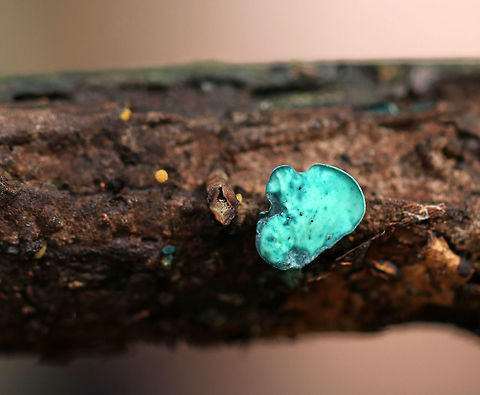 Green Elfcup - Chlorociboria aeruginascens I didn't even notice the tiny slime mold!

Habitat: Growing on rotting wood in a deciduous forest Chlorociboria aeruginascens,Fall,Geotagged,Green elfcup,United States