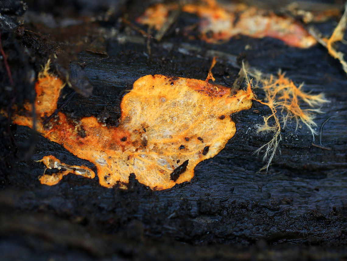 Hydnophlebia chrysorhiza <br />
Habitat: Rotting wood in a coniferous forest Fall,Geotagged,Phanerochaete chrysorhizon,United States,fungus