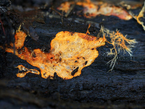 Hydnophlebia chrysorhiza 
Habitat: Rotting wood in a coniferous forest Fall,Geotagged,Phanerochaete chrysorhizon,United States,fungus