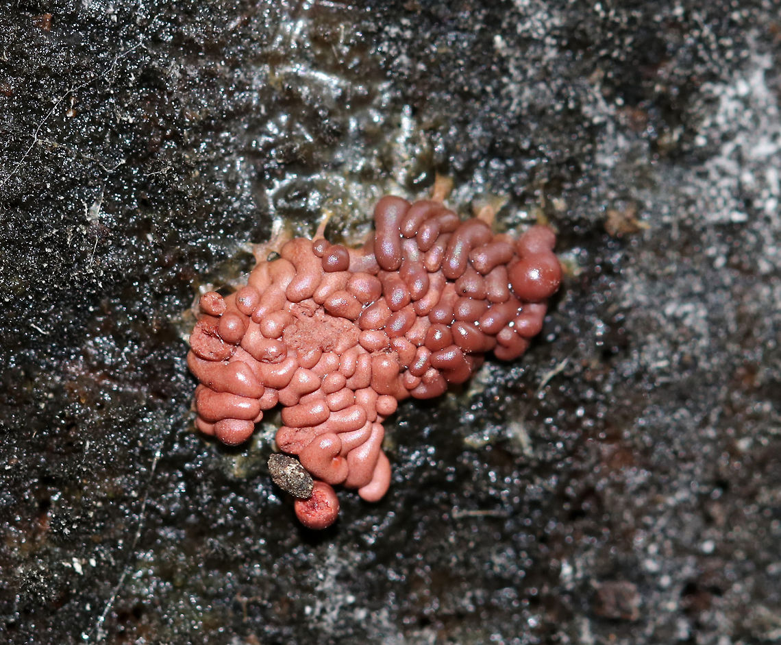 Slime mold - Arcyria sp. Bearing a strong resemblence to brains.<br />
<br />
Habitat: Rotting wood in a wet, mostly coniferous forest<br />
<figure class="photo"><a href="https://www.jungledragon.com/image/74981/slime_mold_-_arcyria_sp.html" title="Slime mold - Arcyria sp."><img src="https://s3.amazonaws.com/media.jungledragon.com/images/3232/74981_thumb.jpg?AWSAccessKeyId=05GMT0V3GWVNE7GGM1R2&Expires=1759968010&Signature=SoVJznqCwdilQdTaxgUZ0y167uU%3D" width="200" height="160" alt="Slime mold - Arcyria sp. Bearing a strong resemblence to brains.<br />
<br />
Habitat: Rotting wood in a wet, mostly coniferous forest<br />
https://www.jungledragon.com/image/74979/slime_mold_-_arcyria_sp.html Arcyria,Fall,Geotagged,United States,slime mold" /></a></figure> Fall,Geotagged,United States,arcyria,slime mold