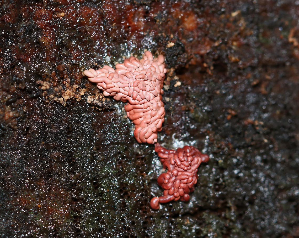Slime mold - Arcyria sp. Bearing a strong resemblence to brains.<br />
<br />
Habitat: Rotting wood in a wet, mostly coniferous forest<br />
<figure class="photo"><a href="https://www.jungledragon.com/image/74979/slime_mold_-_arcyria_sp.html" title="Slime mold - Arcyria sp."><img src="https://s3.amazonaws.com/media.jungledragon.com/images/3232/74979_thumb.jpg?AWSAccessKeyId=05GMT0V3GWVNE7GGM1R2&Expires=1770854410&Signature=M%2BYkq0gEaLjxs3Z0BA7iEjlgpYM%3D" width="200" height="166" alt="Slime mold - Arcyria sp. Bearing a strong resemblence to brains.<br />
<br />
Habitat: Rotting wood in a wet, mostly coniferous forest<br />
https://www.jungledragon.com/image/74981/slime_mold_-_arcyria_sp.html Fall,Geotagged,United States,arcyria,slime mold" /></a></figure> Arcyria,Fall,Geotagged,United States,slime mold