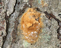 Gypsy Moth Eggs - Lymantria dispar These eggs had some white stuff on them, which I've never noticed before. Perhaps it's fungus?<br />
<br />
 Fall,Geotagged,Gypsy moth,Lymantria,Lymantria dispar,United States,dispar,egg case,eggs