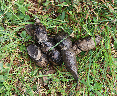 Bobcat Scat (Lynx rufus) Yes, it's poop. But, poop is a part of nature and can tell you a lot about an animal - where it's been, what it's eaten, etc.

This scat had blunt and pointed ends, contained fur but no berries, and was shaped like tubular, segmented ropes. Sometimes there are scrapes next to a bobcat scat where they tried to cover it up, but I didn't notice any scrapes near this pile.

Habitat: Grassy area between a meadow and a forest Fall,Geotagged,United States,bobcat scat,lynx,poop,scat,signs of wildlife