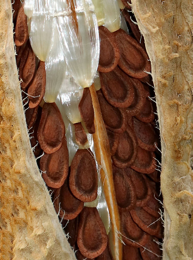 Common Milkweed Seeds - Asclepias syriaca Common Milkweed grows up to six feet tall. It has large, broad leaves, pinkish-purple flower clusters, and green fruit pods that turn brown before bursting open to let out fluffy seeds. The flowers bloom from June to August during which time they are visited by many species of moths, butterflies, bees, and other insects. <br />
<br />
Common Milkweed is a very important plant because so many species of insects depend on it for survival. For example, Monarch Butterflies and Milkweed Bugs only eat milkweed, and could not survive without it. Many other additional species of insects use milkweed as a primary food source as well.<br />
<figure class="photo"><a href="https://www.jungledragon.com/image/75063/common_milkweed_seeds_-_asclepias_syriaca.html" title="Common Milkweed Seeds - Asclepias syriaca"><img src="https://s3.amazonaws.com/media.jungledragon.com/images/3232/75063_thumb.jpg?AWSAccessKeyId=05GMT0V3GWVNE7GGM1R2&Expires=1767225610&Signature=dTq8H8mBeiUybEWUpOx%2Blx33inM%3D" width="106" height="152" alt="Common Milkweed Seeds - Asclepias syriaca Common Milkweed grows up to six feet tall. It has large, broad leaves, pinkish-purple flower clusters, and green fruit pods that turn brown before bursting open to let out fluffy seeds. The flowers bloom from June to August during which time they are visited by many species of moths, butterflies, bees, and other insects. <br />
<br />
Common Milkweed is a very important plant because so many species of insects depend on it for survival. For example, Monarch Butterflies and Milkweed Bugs only eat milkweed, and could not survive without it. Many other additional species of insects use milkweed as a primary food source as well.<br />
https://www.jungledragon.com/image/75062/common_milkweed_seeds_-_asclepias_syriaca.html<br />
<br />
After the seeds come out:<br />
https://www.jungledragon.com/image/75236/common_milkweed_seeds_-_asclepias_syriaca.html Asclepias syriaca,Common milkweed,Fall,Geotagged,United States" /></a></figure> Asclepias syriaca,Common milkweed,Fall,Geotagged,United States