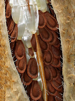 Common Milkweed Seeds - Asclepias syriaca Common Milkweed grows up to six feet tall. It has large, broad leaves, pinkish-purple flower clusters, and green fruit pods that turn brown before bursting open to let out fluffy seeds. The flowers bloom from June to August during which time they are visited by many species of moths, butterflies, bees, and other insects. 

Common Milkweed is a very important plant because so many species of insects depend on it for survival. For example, Monarch Butterflies and Milkweed Bugs only eat milkweed, and could not survive without it. Many other additional species of insects use milkweed as a primary food source as well.
https://www.jungledragon.com/image/75063/common_milkweed_seeds_-_asclepias_syriaca.html Asclepias syriaca,Common milkweed,Fall,Geotagged,United States