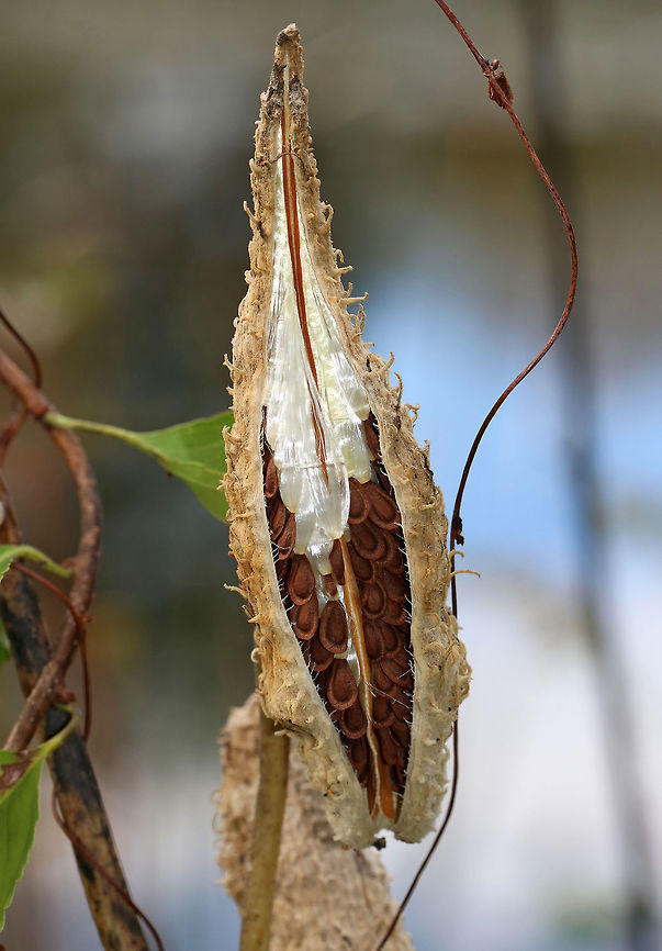 Common Milkweed Seeds - Asclepias syriaca Common Milkweed grows up to six feet tall. It has large, broad leaves, pinkish-purple flower clusters, and green fruit pods that turn brown before bursting open to let out fluffy seeds. The flowers bloom from June to August during which time they are visited by many species of moths, butterflies, bees, and other insects. <br />
<br />
Common Milkweed is a very important plant because so many species of insects depend on it for survival. For example, Monarch Butterflies and Milkweed Bugs only eat milkweed, and could not survive without it. Many other additional species of insects use milkweed as a primary food source as well.<br />
<figure class="photo"><a href="https://www.jungledragon.com/image/75062/common_milkweed_seeds_-_asclepias_syriaca.html" title="Common Milkweed Seeds - Asclepias syriaca"><img src="https://s3.amazonaws.com/media.jungledragon.com/images/3232/75062_thumb.jpg?AWSAccessKeyId=05GMT0V3GWVNE7GGM1R2&Expires=1767225610&Signature=bKUxqYR7vEHMdgEQbm%2FAczgWb4I%3D" width="114" height="152" alt="Common Milkweed Seeds - Asclepias syriaca Common Milkweed grows up to six feet tall. It has large, broad leaves, pinkish-purple flower clusters, and green fruit pods that turn brown before bursting open to let out fluffy seeds. The flowers bloom from June to August during which time they are visited by many species of moths, butterflies, bees, and other insects. <br />
<br />
Common Milkweed is a very important plant because so many species of insects depend on it for survival. For example, Monarch Butterflies and Milkweed Bugs only eat milkweed, and could not survive without it. Many other additional species of insects use milkweed as a primary food source as well.<br />
https://www.jungledragon.com/image/75063/common_milkweed_seeds_-_asclepias_syriaca.html Asclepias syriaca,Common milkweed,Fall,Geotagged,United States" /></a></figure><br />
<br />
After the seeds come out:<br />
<figure class="photo"><a href="https://www.jungledragon.com/image/75236/common_milkweed_seeds_-_asclepias_syriaca.html" title="Common Milkweed Seeds - Asclepias syriaca"><img src="https://s3.amazonaws.com/media.jungledragon.com/images/3232/75236_thumb.jpg?AWSAccessKeyId=05GMT0V3GWVNE7GGM1R2&Expires=1767225610&Signature=vckhmhZr6HsG7kBCfQthq5JGqAE%3D" width="200" height="162" alt="Common Milkweed Seeds - Asclepias syriaca Common Milkweed grows up to six feet tall. It has large, broad leaves, pinkish-purple flower clusters, and green fruit pods that turn brown before bursting open to let out fluffy seeds. The flowers bloom from June to August during which time they are visited by many species of moths, butterflies, bees, and other insects. <br />
<br />
Common Milkweed is a very important plant because so many species of insects depend on it for survival. For example, Monarch Butterflies and Milkweed Bugs only eat milkweed, and could not survive without it. Many other additional species of insects use milkweed as a primary food source as well.<br />
<br />
Before the seeds come out: https://www.jungledragon.com/image/75063/common_milkweed_seeds_-_asclepias_syriaca.html Asclepias syriaca,Common milkweed,Fall,Geotagged,United States,milkweed,seeds" /></a></figure> Asclepias syriaca,Common milkweed,Fall,Geotagged,United States