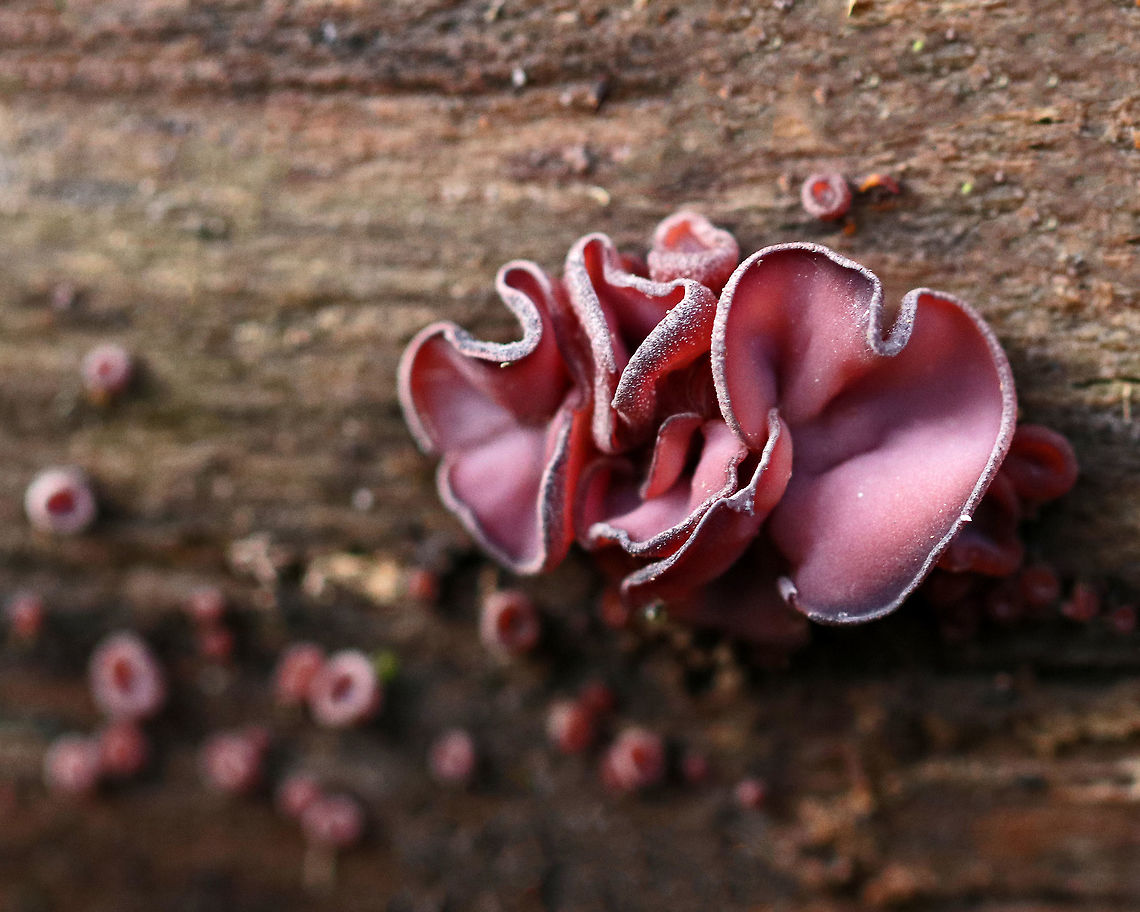 Jelly Drops - Ascocoryne sarcoides Habitat: Rotting wood in a swampy, mixed forest Ascocoryne,Ascocoryne sarcoides,Fall,Geotagged,Jelly Drops,United States