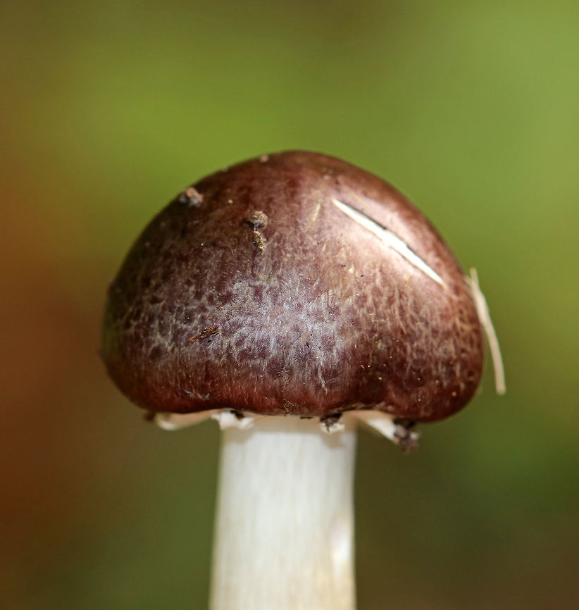 King Stropharia - Stropharia rugosoannulata I found a cluster of these mushrooms growing in a spot where I find them regularly during mushroom season.  The caps were more brown and darker than usual. They had purple-gray gills and a whitish stem with a thick, cogwheeled ring. <br />
<br />
Interestingly, Stropharia rugosoannulata is a nematophagous fungus, which means that it is able to trap and digest nematodes. <br />
<figure class="photo"><a href="https://www.jungledragon.com/image/75067/king_stropharia_-_stropharia_rugosoannulata.html" title="King Stropharia - Stropharia rugosoannulata"><img src="https://s3.amazonaws.com/media.jungledragon.com/images/3232/75067_thumb.jpg?AWSAccessKeyId=05GMT0V3GWVNE7GGM1R2&Expires=1767225610&Signature=IfnsA0SWUDFdL8xNbQR7VNdGd5E%3D" width="200" height="156" alt="King Stropharia - Stropharia rugosoannulata I found a cluster of these mushrooms growing in a spot where I find them regularly during mushroom season. The caps were more brown and darker than usual. They had purple-gray gills and a whitish stem with a thick, cogwheeled ring. <br />
<br />
Interestingly, Stropharia rugosoannulata is a nematophagous fungus, which means that it is able to trap and digest nematodes.<br />
<br />
https://www.jungledragon.com/image/75065/king_stropharia_-_stropharia_rugosoannulata.html<br />
https://www.jungledragon.com/image/75066/king_stropharia_-_stropharia_rugosoannulata.html Fall,Geotagged,Stropharia rugosoannulata,United States,stropharia r" /></a></figure><br />
<figure class="photo"><a href="https://www.jungledragon.com/image/75066/king_stropharia_-_stropharia_rugosoannulata.html" title="King Stropharia - Stropharia rugosoannulata"><img src="https://s3.amazonaws.com/media.jungledragon.com/images/3232/75066_thumb.jpg?AWSAccessKeyId=05GMT0V3GWVNE7GGM1R2&Expires=1767225610&Signature=0xe%2FD%2BA7N7QEjWcmrhTK7AmesU0%3D" width="130" height="152" alt="King Stropharia - Stropharia rugosoannulata I found a cluster of these mushrooms growing in a spot where I find them regularly during mushroom season. The caps were more brown and darker than usual. They had purple-gray gills and a whitish stem with a thick, cogwheeled ring. <br />
<br />
Interestingly, Stropharia rugosoannulata is a nematophagous fungus, which means that it is able to trap and digest nematodes.<br />
https://www.jungledragon.com/image/75065/king_stropharia_-_stropharia_rugosoannulata.html<br />
https://www.jungledragon.com/image/75067/king_stropharia_-_stropharia_rugosoannulata.html Fall,Geotagged,King stropharia,Stropharia rugosoannulata,United States" /></a></figure> Fall,Geotagged,King stropharia,Stropharia rugosoannulata,United States