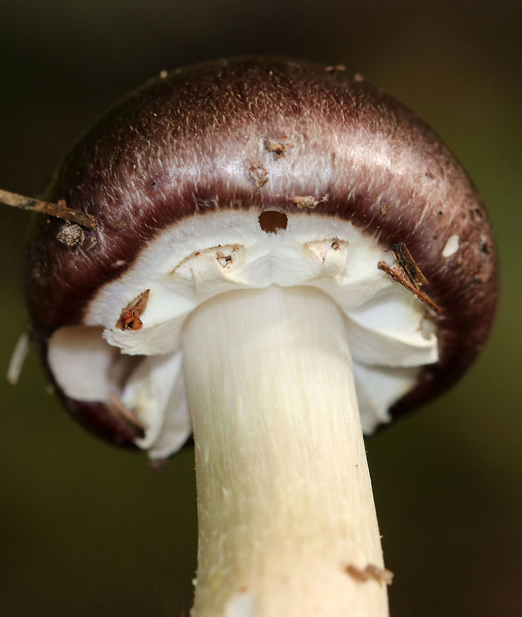 King Stropharia - Stropharia rugosoannulata I found a cluster of these mushrooms growing in a spot where I find them regularly during mushroom season. The caps were more brown and darker than usual. They had purple-gray gills and a whitish stem with a thick, cogwheeled ring. <br />
<br />
Interestingly, Stropharia rugosoannulata is a nematophagous fungus, which means that it is able to trap and digest nematodes.<br />
<figure class="photo"><a href="https://www.jungledragon.com/image/75065/king_stropharia_-_stropharia_rugosoannulata.html" title="King Stropharia - Stropharia rugosoannulata"><img src="https://s3.amazonaws.com/media.jungledragon.com/images/3232/75065_thumb.jpg?AWSAccessKeyId=05GMT0V3GWVNE7GGM1R2&Expires=1759968010&Signature=WC19ZUYSrMY7%2B6A9JyKsBvmwHzI%3D" width="146" height="152" alt="King Stropharia - Stropharia rugosoannulata I found a cluster of these mushrooms growing in a spot where I find them regularly during mushroom season.  The caps were more brown and darker than usual. They had purple-gray gills and a whitish stem with a thick, cogwheeled ring. <br />
<br />
Interestingly, Stropharia rugosoannulata is a nematophagous fungus, which means that it is able to trap and digest nematodes. <br />
https://www.jungledragon.com/image/75067/king_stropharia_-_stropharia_rugosoannulata.html<br />
https://www.jungledragon.com/image/75066/king_stropharia_-_stropharia_rugosoannulata.html Fall,Geotagged,King stropharia,Stropharia rugosoannulata,United States" /></a></figure><br />
<figure class="photo"><a href="https://www.jungledragon.com/image/75067/king_stropharia_-_stropharia_rugosoannulata.html" title="King Stropharia - Stropharia rugosoannulata"><img src="https://s3.amazonaws.com/media.jungledragon.com/images/3232/75067_thumb.jpg?AWSAccessKeyId=05GMT0V3GWVNE7GGM1R2&Expires=1759968010&Signature=6uFWFHoaGZ9dWfjk62q7W95RHkU%3D" width="200" height="156" alt="King Stropharia - Stropharia rugosoannulata I found a cluster of these mushrooms growing in a spot where I find them regularly during mushroom season. The caps were more brown and darker than usual. They had purple-gray gills and a whitish stem with a thick, cogwheeled ring. <br />
<br />
Interestingly, Stropharia rugosoannulata is a nematophagous fungus, which means that it is able to trap and digest nematodes.<br />
<br />
https://www.jungledragon.com/image/75065/king_stropharia_-_stropharia_rugosoannulata.html<br />
https://www.jungledragon.com/image/75066/king_stropharia_-_stropharia_rugosoannulata.html Fall,Geotagged,Stropharia rugosoannulata,United States,stropharia r" /></a></figure> Fall,Geotagged,King stropharia,Stropharia rugosoannulata,United States