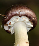 King Stropharia - Stropharia rugosoannulata I found a cluster of these mushrooms growing in a spot where I find them regularly during mushroom season. The caps were more brown and darker than usual. They had purple-gray gills and a whitish stem with a thick, cogwheeled ring. <br />
<br />
Interestingly, Stropharia rugosoannulata is a nematophagous fungus, which means that it is able to trap and digest nematodes.<br />
https://www.jungledragon.com/image/75065/king_stropharia_-_stropharia_rugosoannulata.html<br />
https://www.jungledragon.com/image/75067/king_stropharia_-_stropharia_rugosoannulata.html Fall,Geotagged,King stropharia,Stropharia rugosoannulata,United States