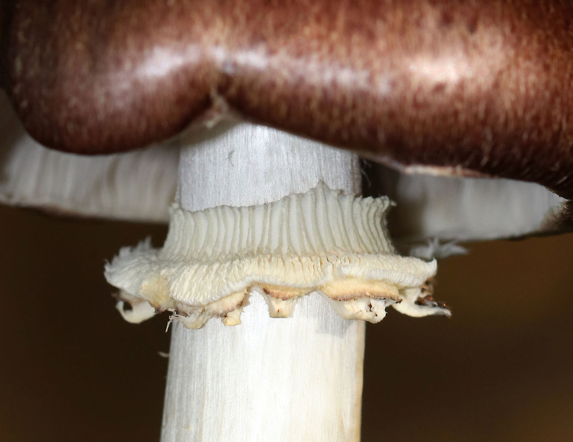 King Stropharia - Stropharia rugosoannulata I found a cluster of these mushrooms growing in a spot where I find them regularly during mushroom season. The caps were more brown and darker than usual. They had purple-gray gills and a whitish stem with a thick, cogwheeled ring. <br />
<br />
Interestingly, Stropharia rugosoannulata is a nematophagous fungus, which means that it is able to trap and digest nematodes.<br />
<br />
<figure class="photo"><a href="https://www.jungledragon.com/image/75065/king_stropharia_-_stropharia_rugosoannulata.html" title="King Stropharia - Stropharia rugosoannulata"><img src="https://s3.amazonaws.com/media.jungledragon.com/images/3232/75065_thumb.jpg?AWSAccessKeyId=05GMT0V3GWVNE7GGM1R2&Expires=1767225610&Signature=eM48WGoAeBt%2FUUiin79eCAO6cRQ%3D" width="146" height="152" alt="King Stropharia - Stropharia rugosoannulata I found a cluster of these mushrooms growing in a spot where I find them regularly during mushroom season.  The caps were more brown and darker than usual. They had purple-gray gills and a whitish stem with a thick, cogwheeled ring. <br />
<br />
Interestingly, Stropharia rugosoannulata is a nematophagous fungus, which means that it is able to trap and digest nematodes. <br />
https://www.jungledragon.com/image/75067/king_stropharia_-_stropharia_rugosoannulata.html<br />
https://www.jungledragon.com/image/75066/king_stropharia_-_stropharia_rugosoannulata.html Fall,Geotagged,King stropharia,Stropharia rugosoannulata,United States" /></a></figure><br />
<figure class="photo"><a href="https://www.jungledragon.com/image/75066/king_stropharia_-_stropharia_rugosoannulata.html" title="King Stropharia - Stropharia rugosoannulata"><img src="https://s3.amazonaws.com/media.jungledragon.com/images/3232/75066_thumb.jpg?AWSAccessKeyId=05GMT0V3GWVNE7GGM1R2&Expires=1767225610&Signature=0xe%2FD%2BA7N7QEjWcmrhTK7AmesU0%3D" width="130" height="152" alt="King Stropharia - Stropharia rugosoannulata I found a cluster of these mushrooms growing in a spot where I find them regularly during mushroom season. The caps were more brown and darker than usual. They had purple-gray gills and a whitish stem with a thick, cogwheeled ring. <br />
<br />
Interestingly, Stropharia rugosoannulata is a nematophagous fungus, which means that it is able to trap and digest nematodes.<br />
https://www.jungledragon.com/image/75065/king_stropharia_-_stropharia_rugosoannulata.html<br />
https://www.jungledragon.com/image/75067/king_stropharia_-_stropharia_rugosoannulata.html Fall,Geotagged,King stropharia,Stropharia rugosoannulata,United States" /></a></figure> Fall,Geotagged,Stropharia rugosoannulata,United States,stropharia r