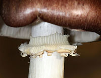 King Stropharia - Stropharia rugosoannulata I found a cluster of these mushrooms growing in a spot where I find them regularly during mushroom season. The caps were more brown and darker than usual. They had purple-gray gills and a whitish stem with a thick, cogwheeled ring. <br />
<br />
Interestingly, Stropharia rugosoannulata is a nematophagous fungus, which means that it is able to trap and digest nematodes.<br />
<br />
https://www.jungledragon.com/image/75065/king_stropharia_-_stropharia_rugosoannulata.html<br />
https://www.jungledragon.com/image/75066/king_stropharia_-_stropharia_rugosoannulata.html Fall,Geotagged,Stropharia rugosoannulata,United States,stropharia r
