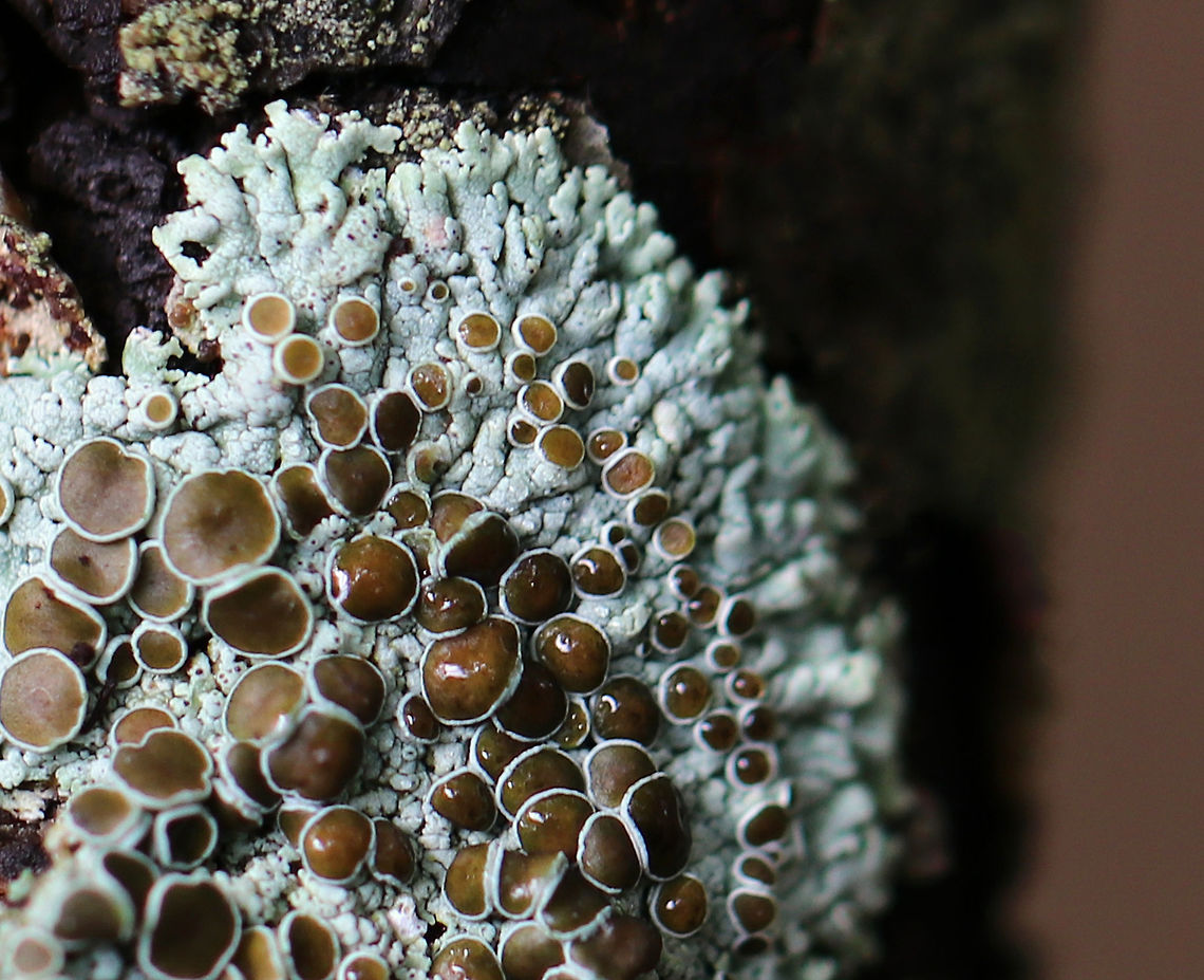 Physcia pumilior Habitat: Growing on a stick in a wooded backyard habitat<br />
<figure class="photo"><a href="https://www.jungledragon.com/image/75069/physcia_pumilior.html" title="Physcia pumilior"><img src="https://s3.amazonaws.com/media.jungledragon.com/images/3232/75069_thumb.jpg?AWSAccessKeyId=05GMT0V3GWVNE7GGM1R2&Expires=1770854410&Signature=sKxzzVKeUHuwnyt5mF5K%2FhFRwKU%3D" width="136" height="152" alt="Physcia pumilior Habitat: Growing on a stick in a wooded backyard habitat<br />
https://www.jungledragon.com/image/75068/physcia_pumilior.html Fall,Geotagged,Physcia,Physcia pumilior,United States,lichen" /></a></figure> Fall,Geotagged,Physcia,Physcia pumilior,United States,lichen