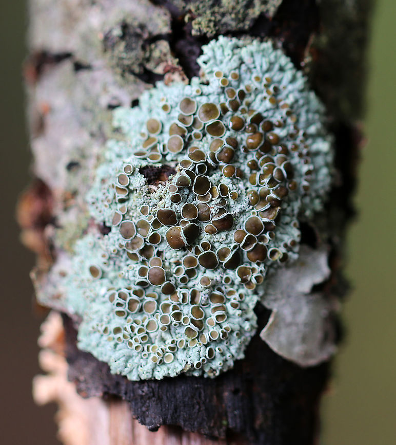 Physcia pumilior Habitat: Growing on a stick in a wooded backyard habitat<br />
<figure class="photo"><a href="https://www.jungledragon.com/image/75068/physcia_pumilior.html" title="Physcia pumilior"><img src="https://s3.amazonaws.com/media.jungledragon.com/images/3232/75068_thumb.jpg?AWSAccessKeyId=05GMT0V3GWVNE7GGM1R2&Expires=1759968010&Signature=Zdx%2FQNANdE1Fwpqgn%2BESjSp7CLk%3D" width="200" height="164" alt="Physcia pumilior Habitat: Growing on a stick in a wooded backyard habitat<br />
https://www.jungledragon.com/image/75069/physcia_pumilior.html Fall,Geotagged,Physcia,Physcia pumilior,United States,lichen" /></a></figure> Fall,Geotagged,Physcia,Physcia pumilior,United States,lichen