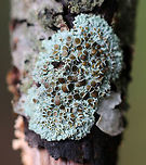Physcia pumilior Habitat: Growing on a stick in a wooded backyard habitat<br />
https://www.jungledragon.com/image/75068/physcia_pumilior.html Fall,Geotagged,Physcia,Physcia pumilior,United States,lichen