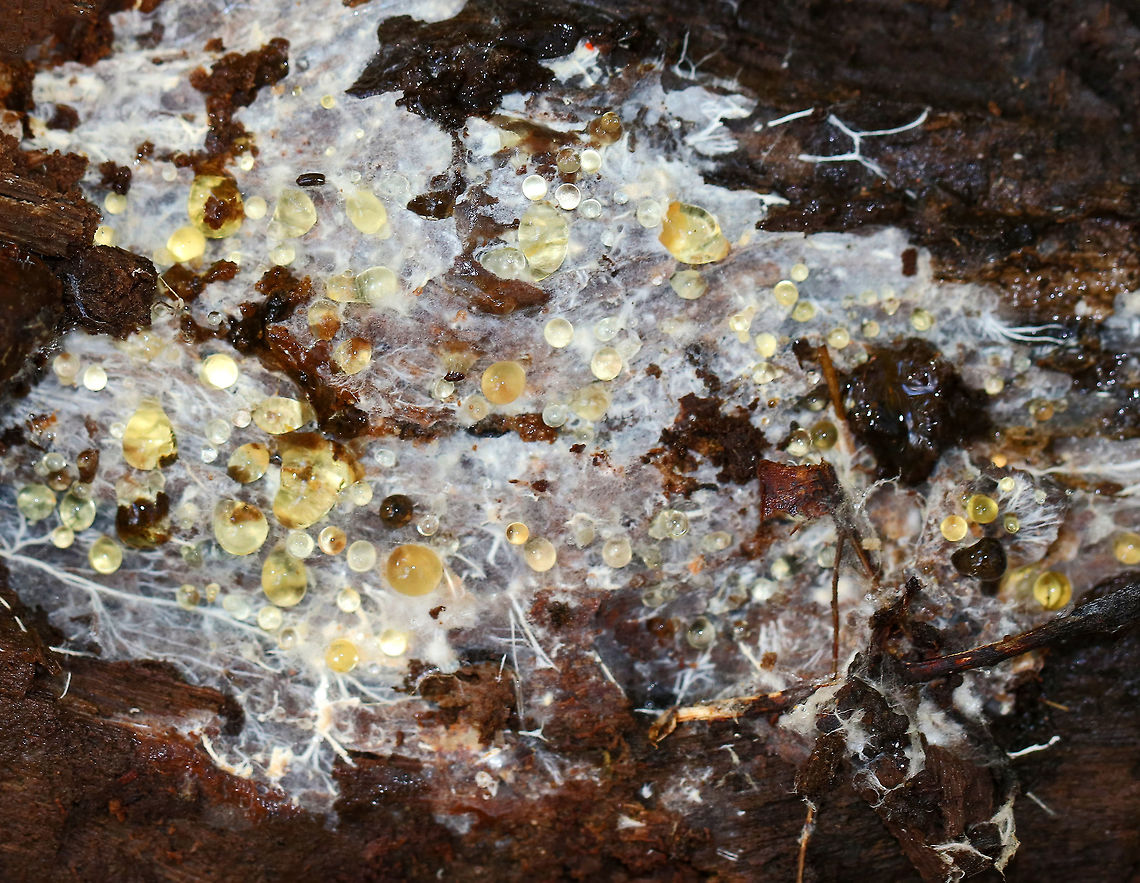 Fungal Mycelium with Guttation - Mycelia sterilia Mycelia sterilia is a group of sterile fungi that don't produce any spores - sexual or asexual. It's not a taxonomic division, and is just a convenient classification.<br />
<br />
Habitat: Rotting wood  Fall,Geotagged,Mycelia sterilia,United States,fungus,guttation,mycelium