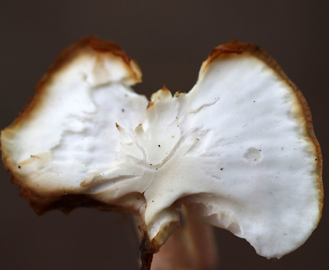 Meadow Waxcap - Cuphophyllus pratensis Cap: Flat; white; uneven brownish edges<br />
<br />
Gills: Slightly decurrent; creamy; distant with short gills<br />
<br />
Stem: White; bald; hollow<br />
<br />
Habitat:  Mixed forest<br />
<figure class="photo"><a href="https://www.jungledragon.com/image/75073/meadow_waxcap_-_cuphophyllus_pratensis.html" title="Meadow Waxcap - Cuphophyllus pratensis"><img src="https://s3.amazonaws.com/media.jungledragon.com/images/3232/75073_thumb.jpg?AWSAccessKeyId=05GMT0V3GWVNE7GGM1R2&Expires=1767225610&Signature=%2FgnvQBuPnZ8cPxfzdqtPsU9dqd8%3D" width="200" height="160" alt="Meadow Waxcap - Cuphophyllus pratensis Cap: Flat; white; uneven brownish edges<br />
<br />
Gills: Slightly decurrent; creamy; distant with short gills<br />
<br />
Stem: White; bald; hollow<br />
<br />
Habitat: Mixed forest<br />
<br />
https://www.jungledragon.com/image/75071/meadow_waxcap_-_cuphophyllus_pratensis.html<br />
https://www.jungledragon.com/image/75072/meadow_waxcap_-_cuphophyllus_pratensis.html Cuphophyllus pratensis,Fall,Geotagged,Meadow waxcap,United States" /></a></figure><br />
<figure class="photo"><a href="https://www.jungledragon.com/image/75072/meadow_waxcap_-_cuphophyllus_pratensis.html" title="Meadow Waxcap - Cuphophyllus pratensis"><img src="https://s3.amazonaws.com/media.jungledragon.com/images/3232/75072_thumb.jpg?AWSAccessKeyId=05GMT0V3GWVNE7GGM1R2&Expires=1767225610&Signature=26yFjykG0Vrt7x1q96QuSK%2BRkyU%3D" width="200" height="164" alt="Meadow Waxcap - Cuphophyllus pratensis Cap: Flat; white; uneven brownish edges<br />
<br />
Gills: Slightly decurrent; creamy; distant with short gills<br />
<br />
Stem: White; bald; hollow<br />
<br />
Habitat: Mixed forest<br />
https://www.jungledragon.com/image/75071/meadow_waxcap_-_cuphophyllus_pratensis.html<br />
https://www.jungledragon.com/image/75073/meadow_waxcap_-_cuphophyllus_pratensis.html Cuphophyllus pratensis,Fall,Geotagged,Meadow waxcap,United States" /></a></figure> Cuphophyllus,Cuphophyllus pratensis,Fall,Geotagged,Meadow waxcap,United States,mushroom,white