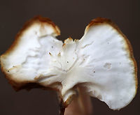 Meadow Waxcap - Cuphophyllus pratensis Cap: Flat; white; uneven brownish edges<br />
<br />
Gills: Slightly decurrent; creamy; distant with short gills<br />
<br />
Stem: White; bald; hollow<br />
<br />
Habitat: Mixed forest<br />
https://www.jungledragon.com/image/75073/meadow_waxcap_-_cuphophyllus_pratensis.html<br />
https://www.jungledragon.com/image/75072/meadow_waxcap_-_cuphophyllus_pratensis.html Cuphophyllus,Cuphophyllus pratensis,Fall,Geotagged,Meadow waxcap,United States,mushroom,white