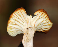 Meadow Waxcap - Cuphophyllus pratensis Cap: Flat; white; uneven brownish edges<br />
<br />
Gills: Slightly decurrent; creamy; distant with short gills<br />
<br />
Stem: White; bald; hollow<br />
<br />
Habitat: Mixed forest<br />
https://www.jungledragon.com/image/75071/meadow_waxcap_-_cuphophyllus_pratensis.html<br />
https://www.jungledragon.com/image/75073/meadow_waxcap_-_cuphophyllus_pratensis.html Cuphophyllus pratensis,Fall,Geotagged,Meadow waxcap,United States