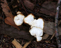 Meadow Waxcap - Cuphophyllus pratensis Cap: Flat; white; uneven brownish edges<br />
<br />
Gills: Slightly decurrent; creamy; distant with short gills<br />
<br />
Stem: White; bald; hollow<br />
<br />
Habitat: Mixed forest<br />
<br />
https://www.jungledragon.com/image/75071/meadow_waxcap_-_cuphophyllus_pratensis.html<br />
https://www.jungledragon.com/image/75072/meadow_waxcap_-_cuphophyllus_pratensis.html Cuphophyllus pratensis,Fall,Geotagged,Meadow waxcap,United States