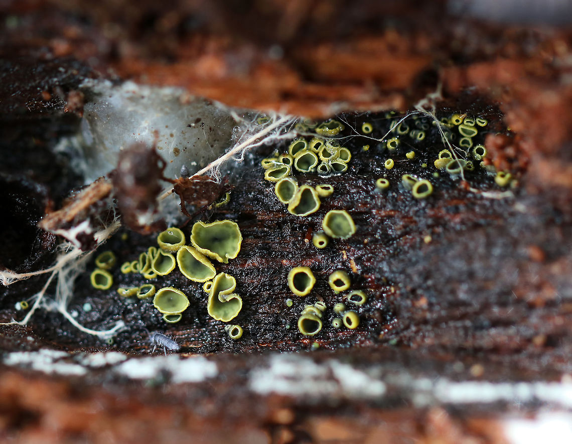 Discomycetes - Chlorencoelia versiformis The inside of the cups was green and the outside was yellow.<br />
<br />
Habitat: Rotting wood Chlorencoelia,Chlorencoelia versiformis,Discomycetes,Fall,Geotagged,United States