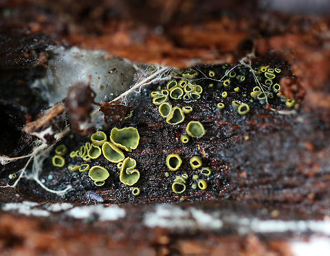 Discomycetes - Chlorencoelia versiformis The inside of the cups was green and the outside was yellow.

Habitat: Rotting wood Chlorencoelia,Chlorencoelia versiformis,Discomycetes,Fall,Geotagged,United States