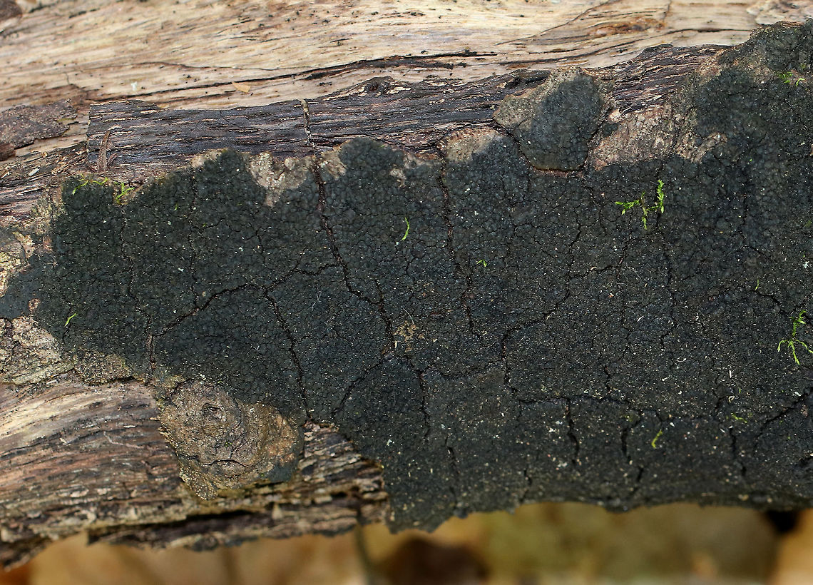 Fungus - Class Sordariomycetes Habitat: Rotting wood in a mixed forest Fall,Geotagged,Sordariomycetes,United States