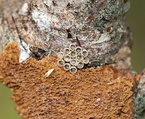 Tree Stink Bug Eggs - Brochymena sp. Habitat: On a snag in a wooded backyard habitat Fall,Geotagged,United States,eggs,rough stink bug,rough stink bug eggs,stink bug,tree stink bug,tree stink bug eggs