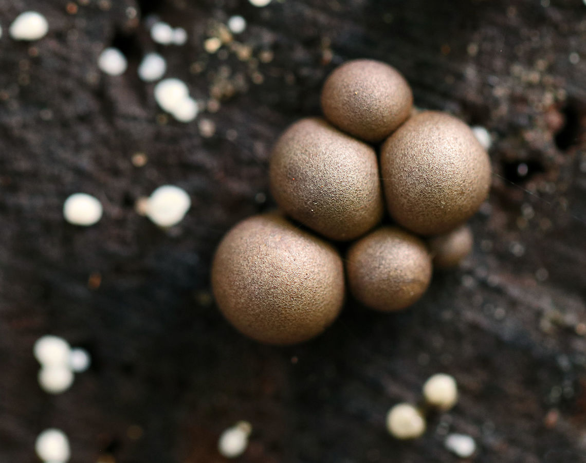 Wolf's Milk Slime Mold - Lycogala epidendrum Such a common slime, but I still can&#039;t resist photographing it!<br />
<br />
Habitat: Rotting wood Fall,Geotagged,Lycogala epidendrum,United States,Wolf's milk,slime mold