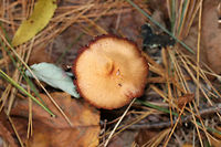 Mushroom - Laccaria sp. Cap: Dry; nearly flat with a central bump; tan with a darker brown, lined margin<br />
<br />
Gills: Pinkish; waxy; with short gills<br />
<br />
Stem: Long and thin; pinkish brown with white basal mycelium<br />
<br />
Habitat: Mixed forest; on the edge of a swamp<br />
https://www.jungledragon.com/image/75218/mushroom_-_laccaria_sp.html Fall,Geotagged,United States,fungus,laccaria,mushroom