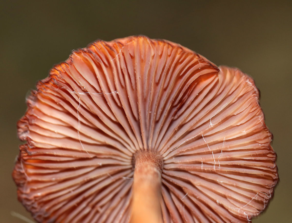 Mushroom - Laccaria sp. Cap: Dry; nearly flat with a central bump; tan with a darker brown, lined margin<br />
<br />
Gills: Pinkish; waxy; with short gills<br />
<br />
Stem: Long and thin; pinkish brown with white basal mycelium<br />
<br />
Habitat: Mixed forest; on the edge of a swamp<br />
<figure class="photo"><a href="https://www.jungledragon.com/image/75217/mushroom_-_laccaria_sp.html" title="Mushroom - Laccaria sp."><img src="https://s3.amazonaws.com/media.jungledragon.com/images/3232/75217_thumb.jpg?AWSAccessKeyId=05GMT0V3GWVNE7GGM1R2&Expires=1770854410&Signature=jbdAsEECifD9U8BEznlK6AtSJQU%3D" width="200" height="134" alt="Mushroom - Laccaria sp. Cap: Dry; nearly flat with a central bump; tan with a darker brown, lined margin<br />
<br />
Gills: Pinkish; waxy; with short gills<br />
<br />
Stem: Long and thin; pinkish brown with white basal mycelium<br />
<br />
Habitat: Mixed forest; on the edge of a swamp<br />
https://www.jungledragon.com/image/75218/mushroom_-_laccaria_sp.html Fall,Geotagged,United States,fungus,laccaria,mushroom" /></a></figure> Fall,Geotagged,United States