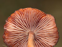 Mushroom - Laccaria sp. Cap: Dry; nearly flat with a central bump; tan with a darker brown, lined margin<br />
<br />
Gills: Pinkish; waxy; with short gills<br />
<br />
Stem: Long and thin; pinkish brown with white basal mycelium<br />
<br />
Habitat: Mixed forest; on the edge of a swamp<br />
https://www.jungledragon.com/image/75217/mushroom_-_laccaria_sp.html Fall,Geotagged,United States