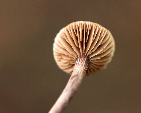 Cortinarius subgenus Telamonia Cap: Flat; brown; rough; hygrophanous

Gills: Near-distant(?); tan; short gills present

Stem: Dry; brown; fibrous; with basal mycelium

Habitat: Deciduous area of a mixed forest with lots of beech and striped maple
https://www.jungledragon.com/image/75221/cortinarius_subgenus_telamonia.html
https://www.jungledragon.com/image/75220/cortinarius_subgenus_telamonia.html Cortinarius,Cortinarius subgenus Telamonia,Fall,Geotagged,United States,mushroom