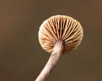 Cortinarius subgenus Telamonia Cap: Flat; brown; rough; hygrophanous<br />
<br />
Gills: Near-distant(?); tan; short gills present<br />
<br />
Stem: Dry; brown; fibrous; with basal mycelium<br />
<br />
Habitat: Deciduous area of a mixed forest with lots of beech and striped maple<br />
https://www.jungledragon.com/image/75221/cortinarius_subgenus_telamonia.html<br />
https://www.jungledragon.com/image/75220/cortinarius_subgenus_telamonia.html Cortinarius,Cortinarius subgenus Telamonia,Fall,Geotagged,United States,mushroom