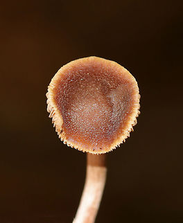 Cortinarius subgenus Telamonia Cap: Flat; brown; rough; hygrophanous

Gills: Near-distant(?); tan; short gills present

Stem: Dry; brown; fibrous; with basal mycelium

Habitat: Deciduous area of a mixed forest with lots of beech and striped maple
https://www.jungledragon.com/image/75221/cortinarius_subgenus_telamonia.html
https://www.jungledragon.com/image/75219/cortinarius_subgenus_telamonia.html Fall,Geotagged,United States
