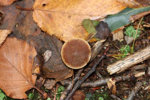 Cortinarius subgenus Telamonia Cap: Flat; brown; rough; hygrophanous

Gills: Near-distant(?); tan; short gills present

Stem: Dry; brown; fibrous; with basal mycelium

Habitat: Deciduous area of a mixed forest with lots of beech and striped maple
https://www.jungledragon.com/image/75220/cortinarius_subgenus_telamonia.html
https://www.jungledragon.com/image/75219/cortinarius_subgenus_telamonia.html Fall,Geotagged,United States
