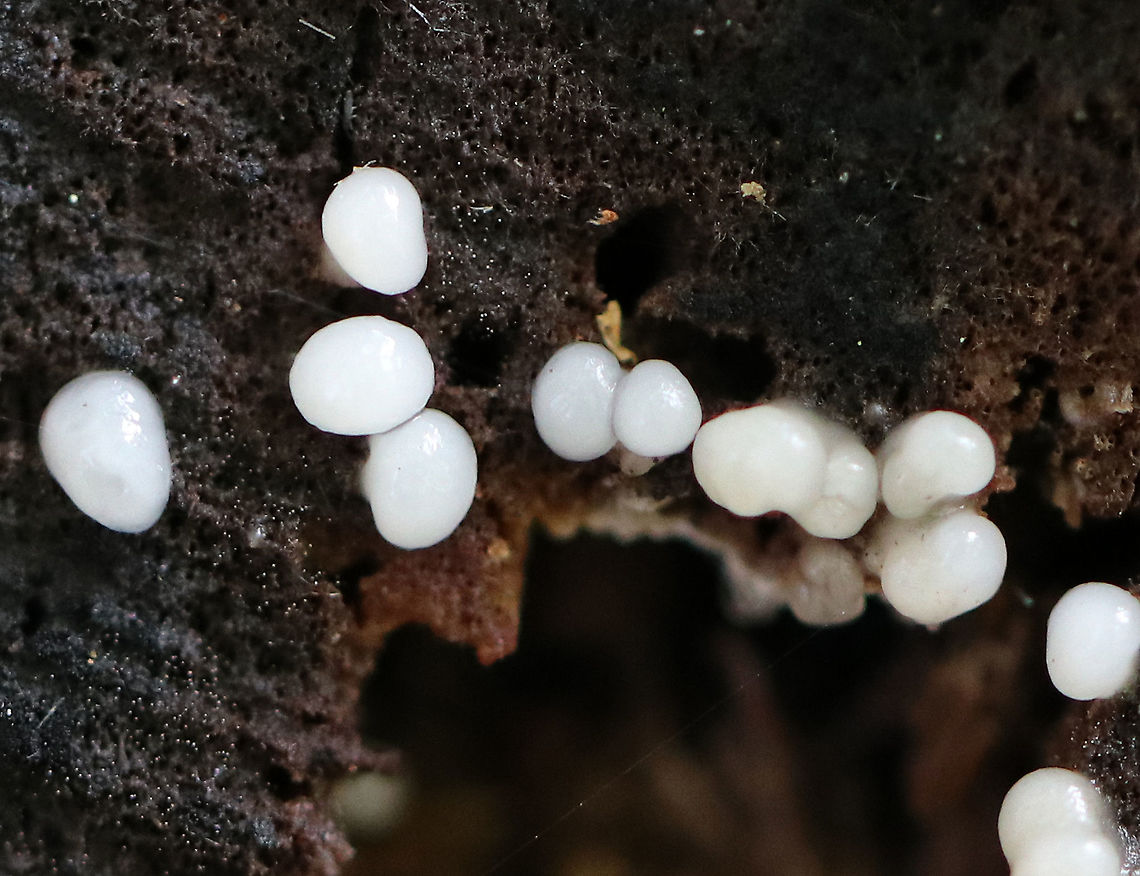 Helicogloea compressa Beautiful and tiny example of Fungi Imperfecti, which are fungi for which a sexually reproductive stage of the life cycle has not been found. They are anamorphs and have only an asexual reproductive stage, lacking the teleomorph (fruiting body/sexual reproductive stage). Resembling a slime mold, they form small grayish white cushions on dead hardwood. Sizes ranged from 1-3mm.<br />
<br />
 Fall,Fungi Imperfecti,Geotagged,Helicogloea,Helicogloea compressa,Leucogloea compressa,United States