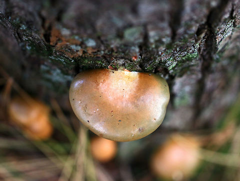 Late Fall Oysters - Sarcomyxa serotina Cap: Semi-circular; bald; tacky; yellowish, pinkish olive; flat

Gills: Close; frequent short gills; yellowish orange; radiating from the point of attachment; brownish edge

Stem: absent

Habitat: Rotting wood in a mixed forest
https://www.jungledragon.com/image/75225/late_fall_oysters_-_sarcomyxa_serotina.html Fall,Geotagged,Late oyster,Sarcomyxa,Sarcomyxa serotina,United States
