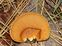 Late Fall Oysters - Sarcomyxa serotina Cap: Semi-circular; bald; tacky; yellowish, pinkish olive; flat<br />
<br />
Gills: Close; frequent short gills; yellowish orange; radiating from the point of attachment; brownish edge<br />
<br />
Stem: absent<br />
<br />
Habitat: Rotting wood in a mixed forest<br />
https://www.jungledragon.com/image/75224/late_fall_oysters_-_sarcomyxa_serotina.html Fall,Geotagged,Late oyster,Sarcomyxa serotina,United States
